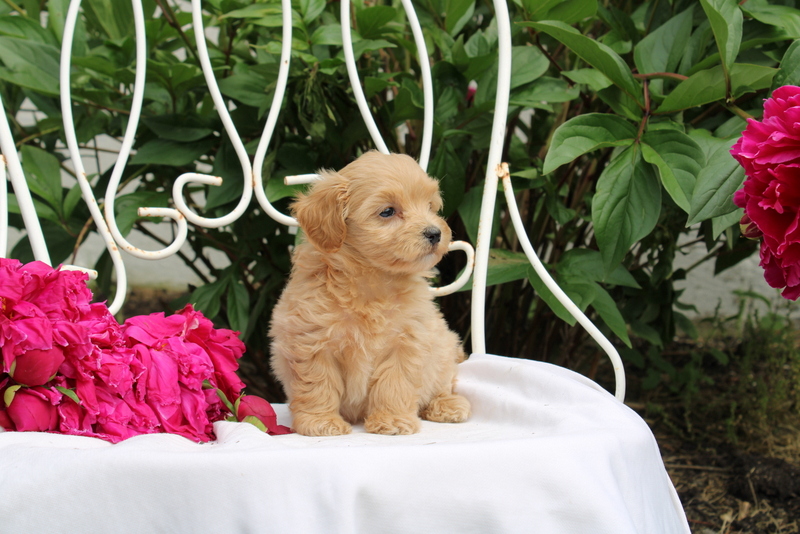 puppy, for, sale, Maltipoo, Matthew B. Stoltzfus, dog, breeder, Gap, PA, dog-breeder, puppy-for-sale, forsale, nearby, find, puppyfind, locator, puppylocator, aca